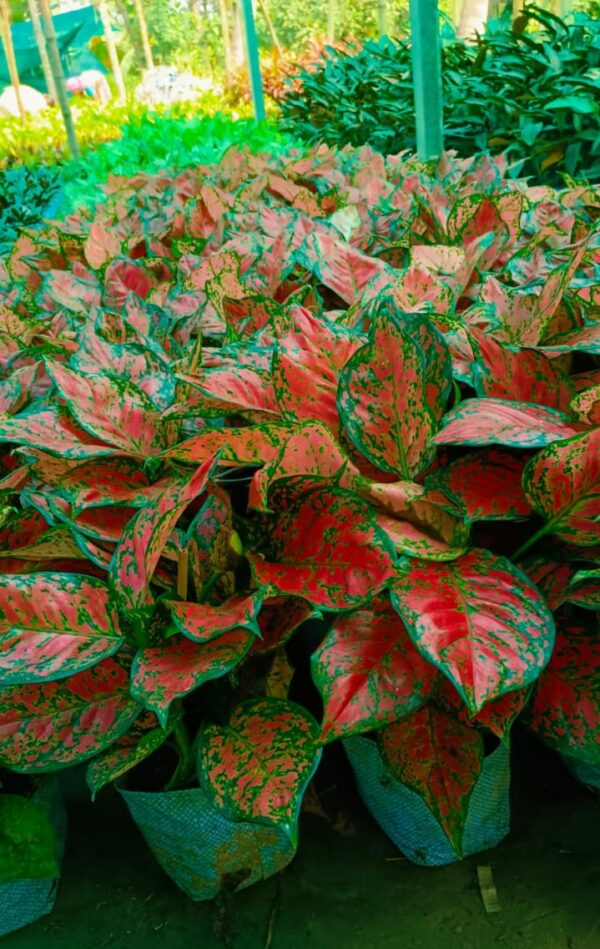 Aglaonema (Chinese Evergreen)