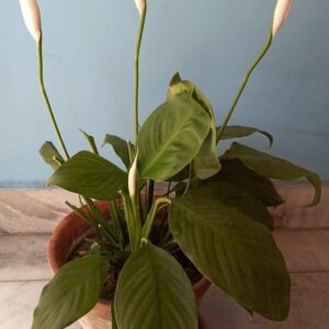 Peace Lily
