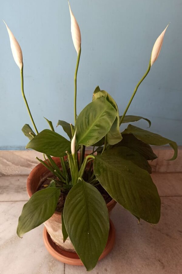 Peace Lily